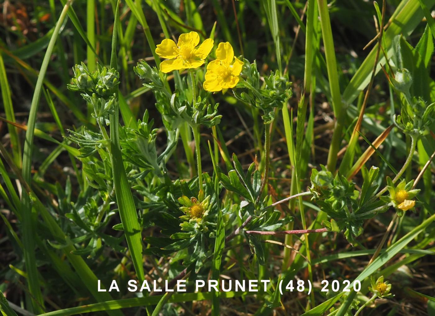 Cinquefoil, Hoary plant